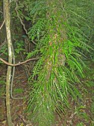 Lecanopteris scandens. Mature plants on a tree trunk showing progression from undivided sterile fronds at the base to pinnatifid fertile fronds higher up.
 Image: L.R. Perrie © Leon Perrie CC BY-NC 3.0 NZ